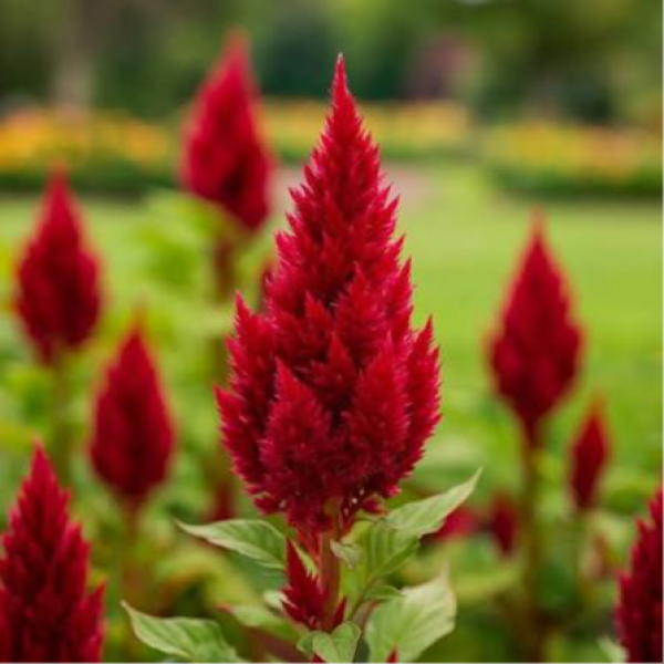 Image Of Celosia Sunday Wine Red