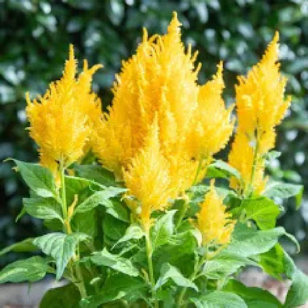 Image Of Celosia Sunday Yellow