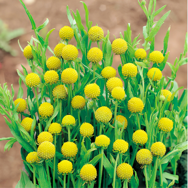 Image Of Cephalophora aromatica Pineapples