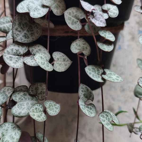 Senecio