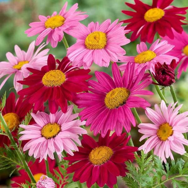 Leucanthemum