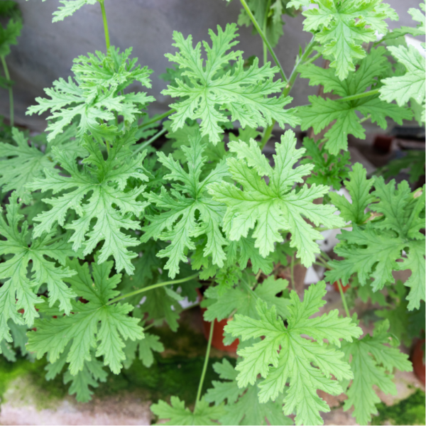 Geranium