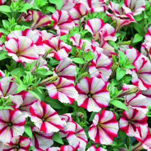 PETUNIA CRAZYTUNIA CHERRY CHEESECAKE