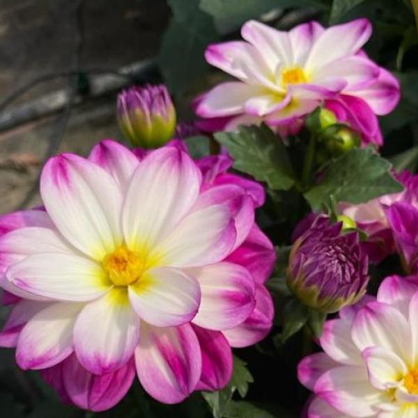 Dahlia