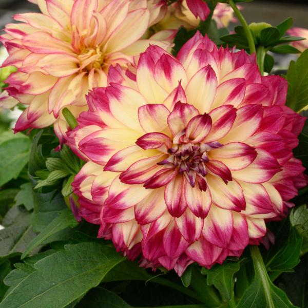 Dahlia Cherie Abstract Raspberry