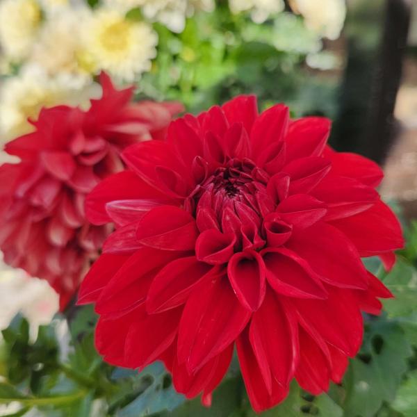 Dahlia-Cherie-Deep-Red.jpg