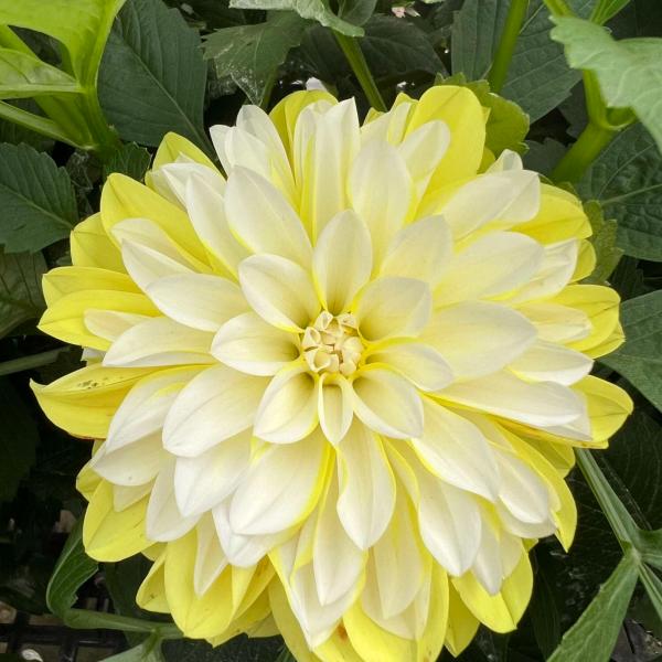 Dahlia Cherie Lemon
