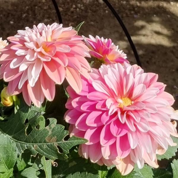 Dahlia Cherie Peach