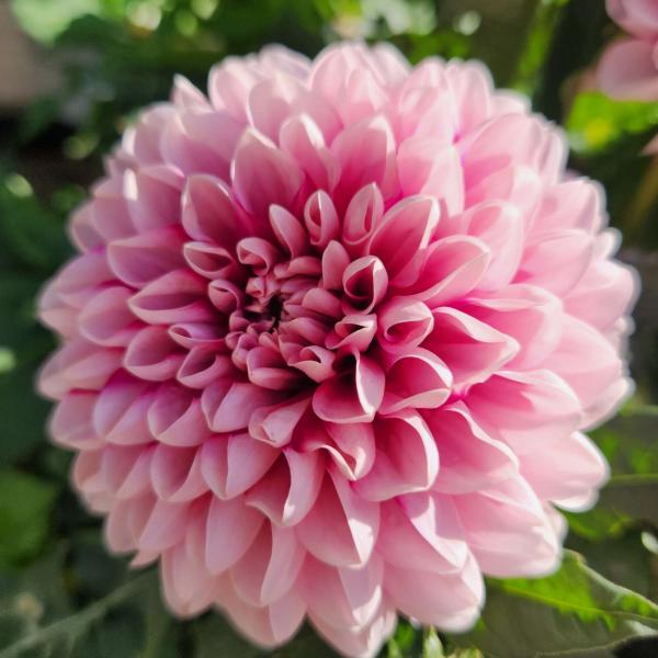 Dahlia-Cherie-Pink-Lace.jpg