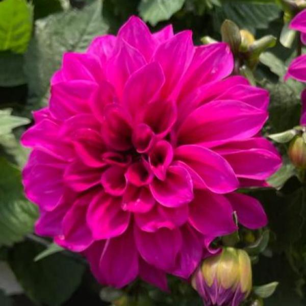 Dahlia Cherie Purple