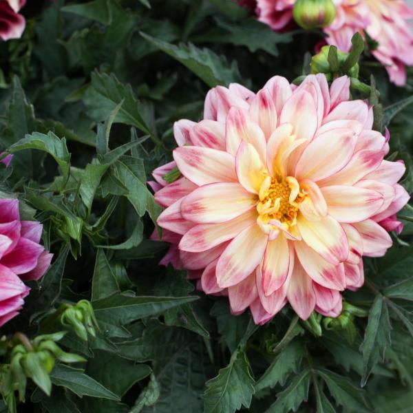 Dahlia Cherie Radiant Rose