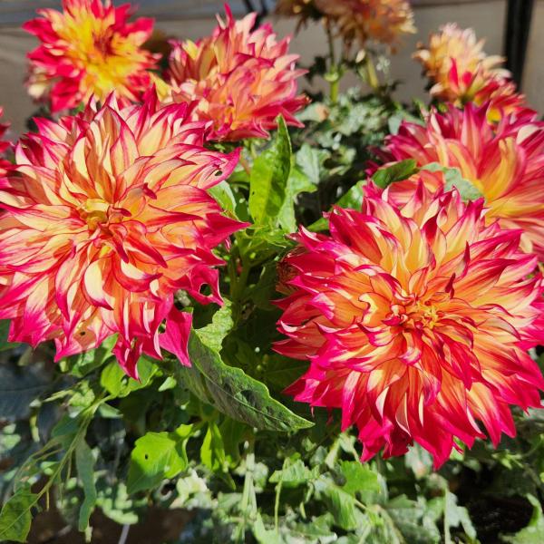 Dahlia-Cherie-Red-Flare.jpg