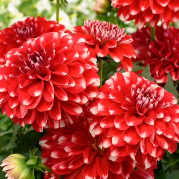 Dahlia Cherie Red Lace