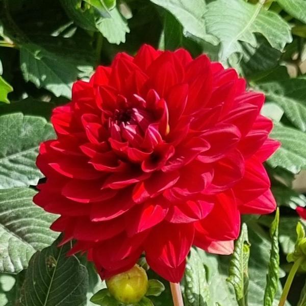 Dahlia-Cherie-Red.jpg