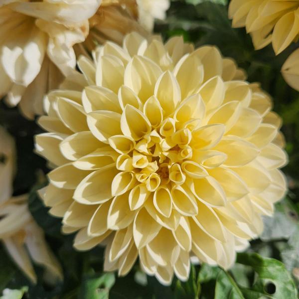 Dahlia-Cherie-Vanilla.jpg