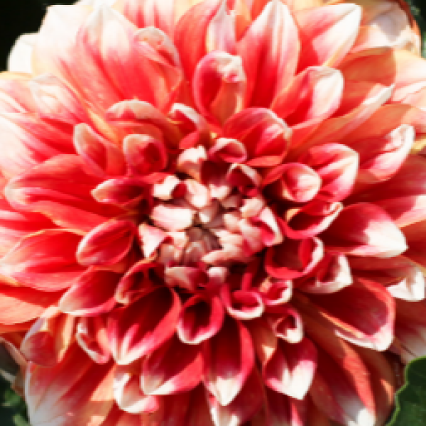 Dahlia-Cherie-Vintage-Orange.png