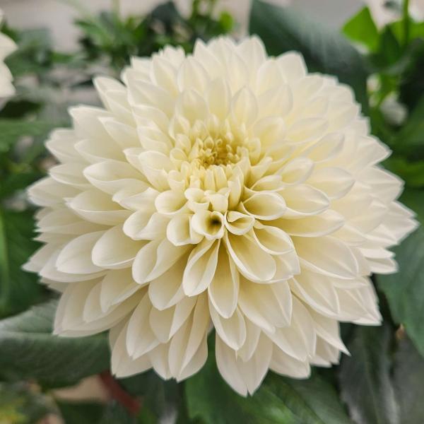 Dahlia Cherie White