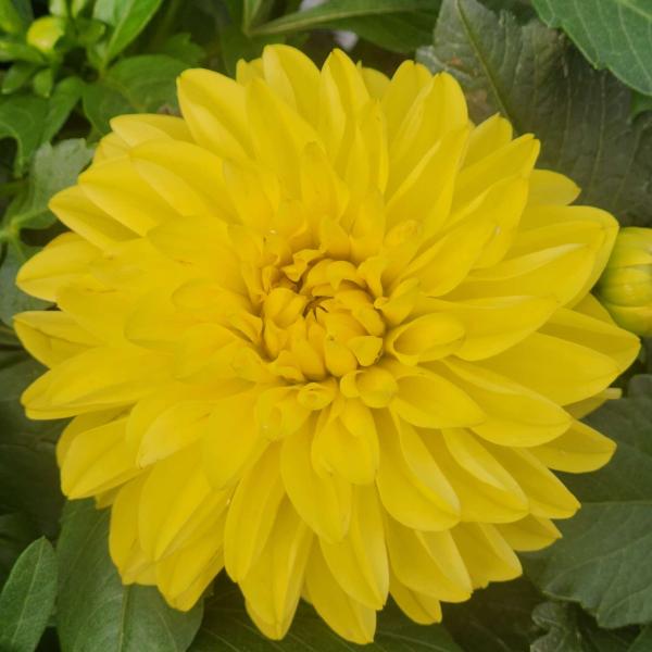 Dahlia-Cherie-Yellow.jpg
