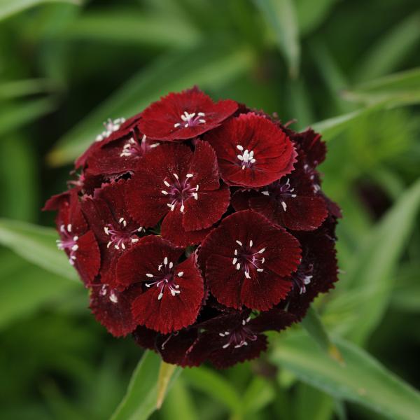 Image Of Dianthus Sweet Black Cherry