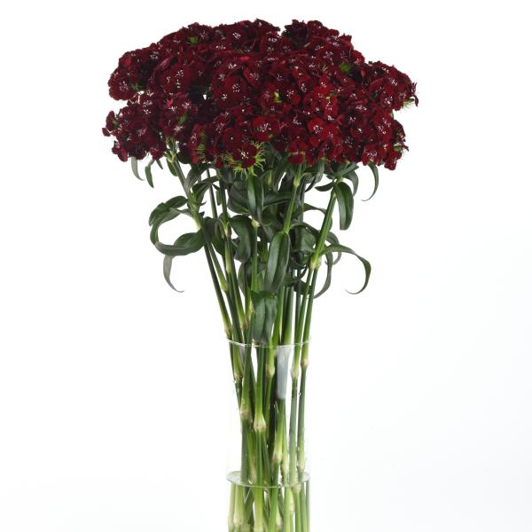 Wholesale Dianthus Cut Flower Liners