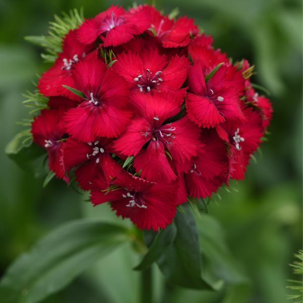 Image Of Dianthus Sweet Cherry