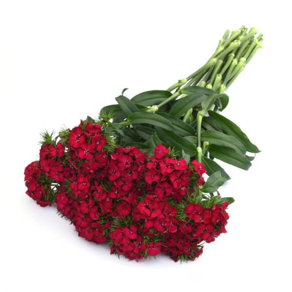 Image Of Dianthus Sweet Cherry