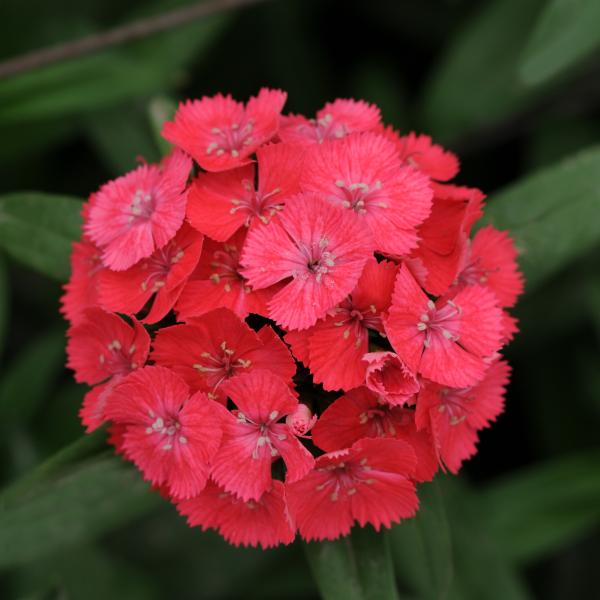 Image Of Dianthus Sweet Coral