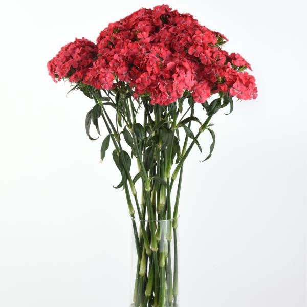 Dianthus-Sweet-Coral-1782326600.jpg
