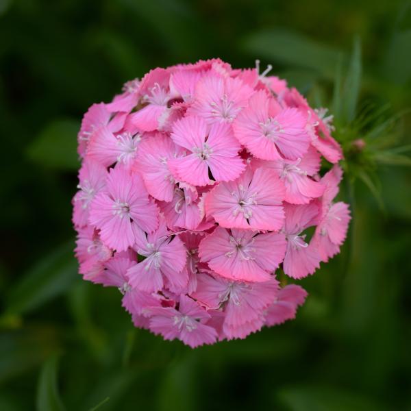 Image Of Dianthus Sweet Deep Pink Maxine