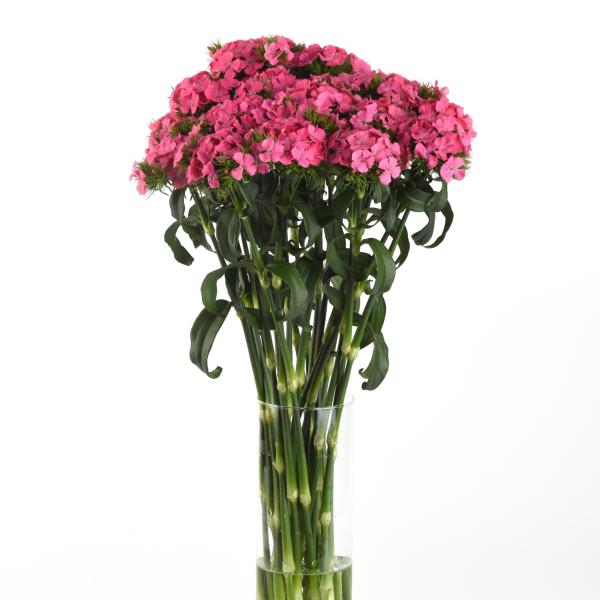 Image Of Dianthus Sweet Deep Pink Maxine