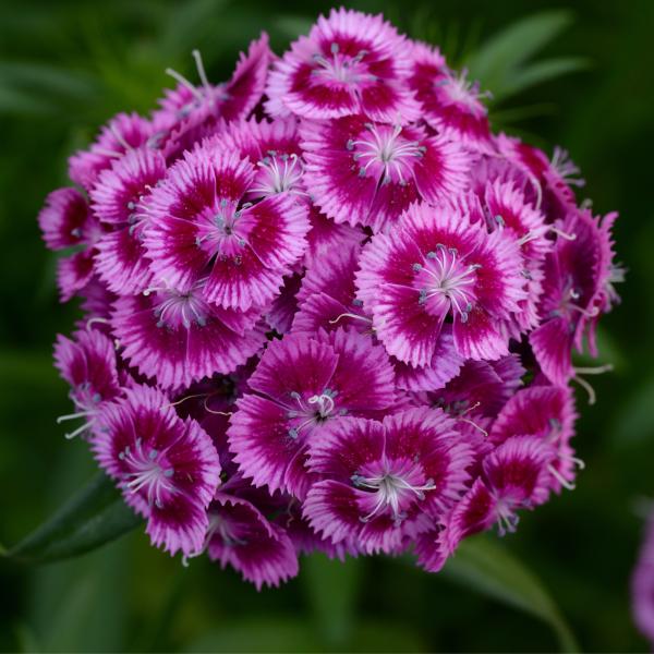 Image Of Dianthus Sweet Magenta Bicolor