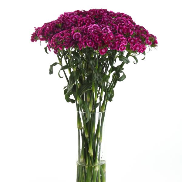 Dianthus-Sweet-Magenta-Bicolor-1782309645.jpg