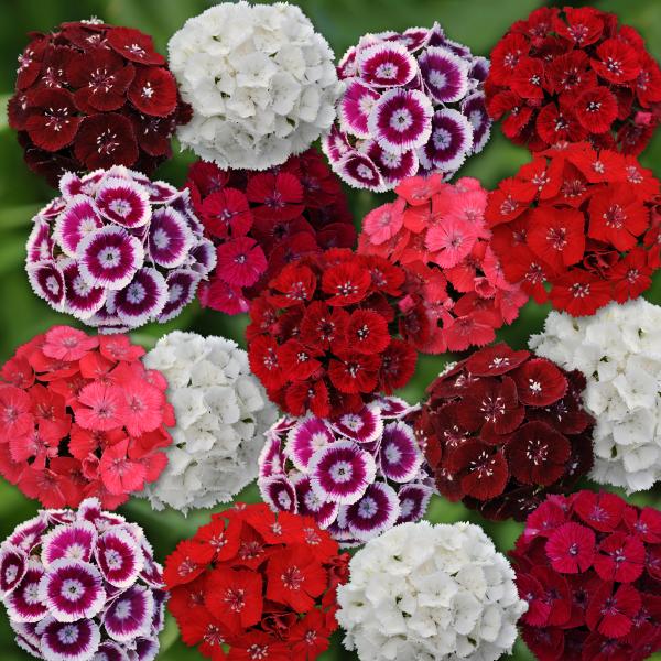Image Of Dianthus Sweet Mix