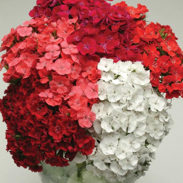 Dianthus-Sweet-Mix-1782308665.jpg