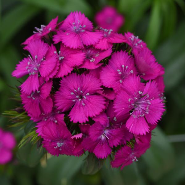 Image Of Dianthus Sweet Neon Purple
