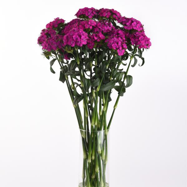 Image Of Dianthus Sweet Neon Purple