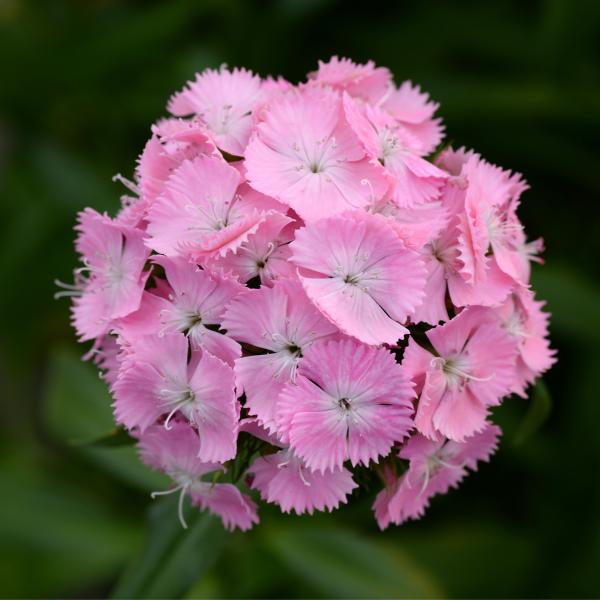 Image Of Dianthus Sweet Pink