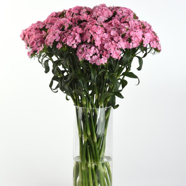 Image Of Dianthus Sweet Pink