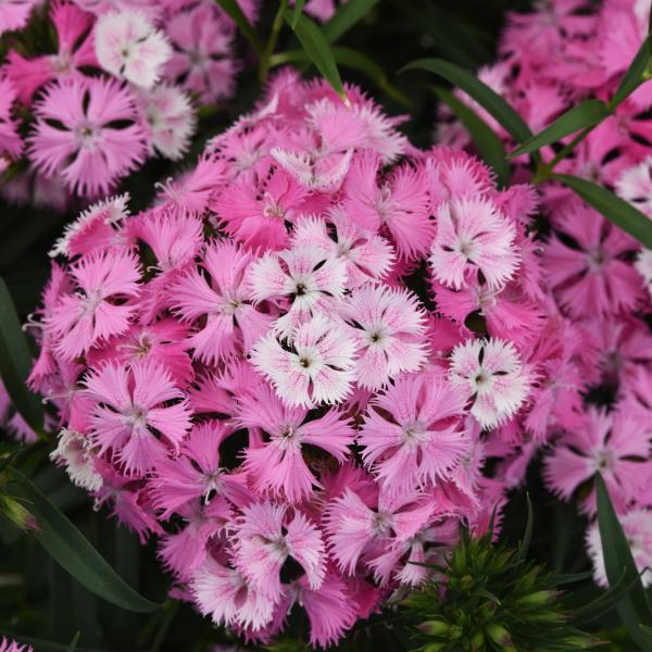 Image Of Dianthus Sweet Pink Magic