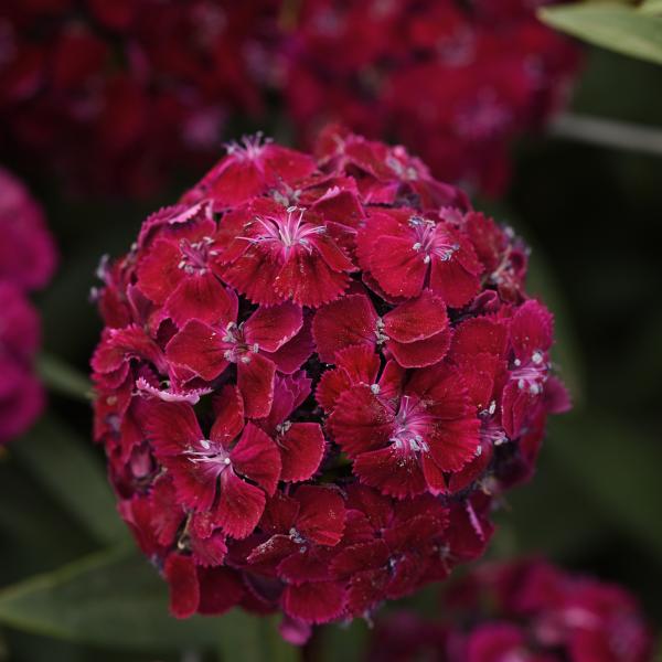 Image Of Dianthus Sweet Purple