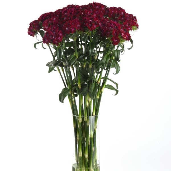 Dianthus-Sweet-Purple-1782153454.jpg