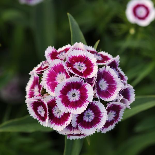 Image Of Dianthus Sweet Purple White Bicolor