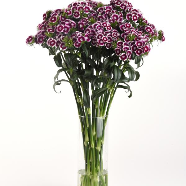Image Of Dianthus Sweet Purple White Bicolor