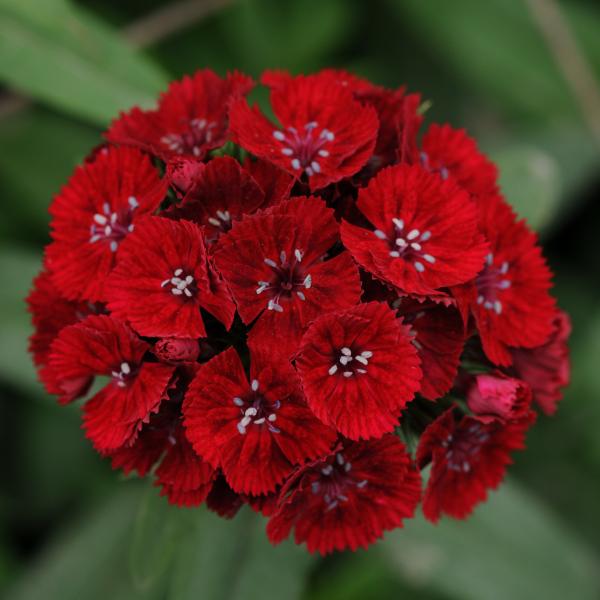 Image Of Dianthus Sweet Red