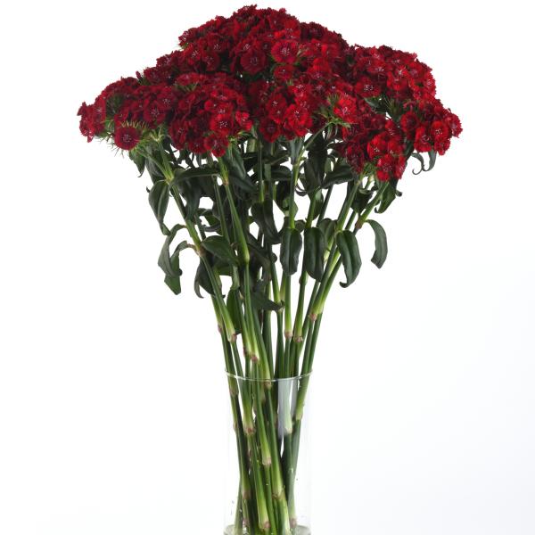 Image Of Dianthus Sweet Red