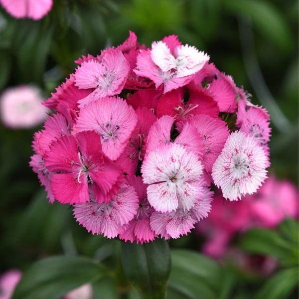 Image Of Dianthus Sweet Rose Magic