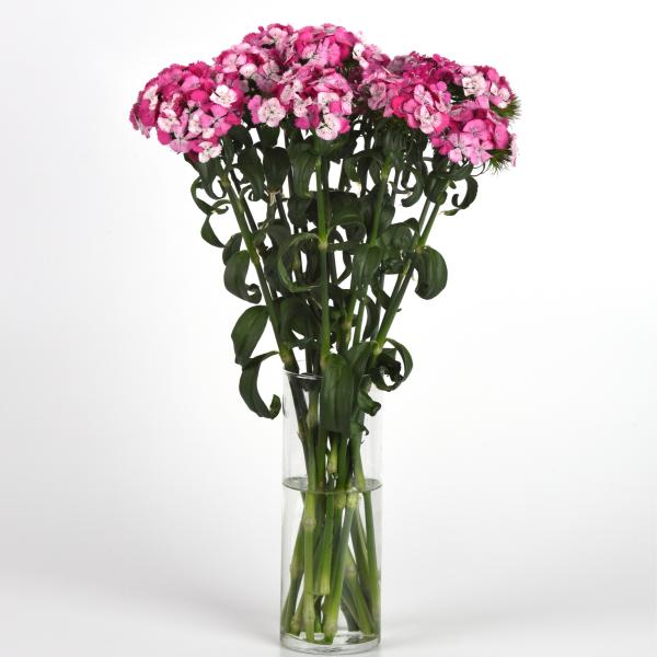 Image Of Dianthus Sweet Rose Magic
