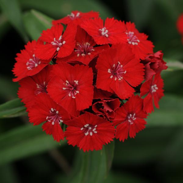 Image Of Dianthus Sweet Scarlet