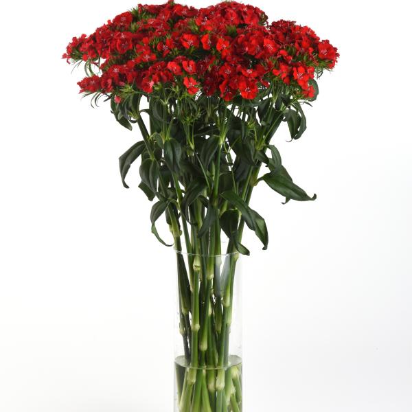Dianthus-Sweet-Scarlet-1782150170.jpg