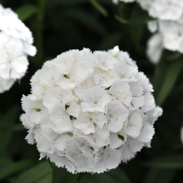Image Of Dianthus Sweet White
